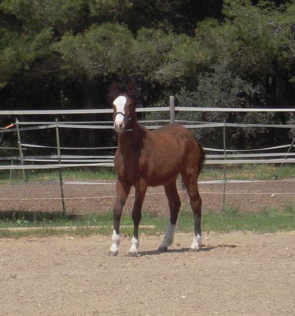 jument cheval hongre poulain pouliche étalon paint horse pp américain vars elevage