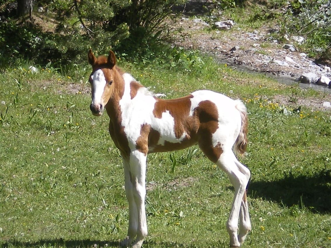 Aloha poulain origine constatée fille de texas dreamy jazz étalon paint horse