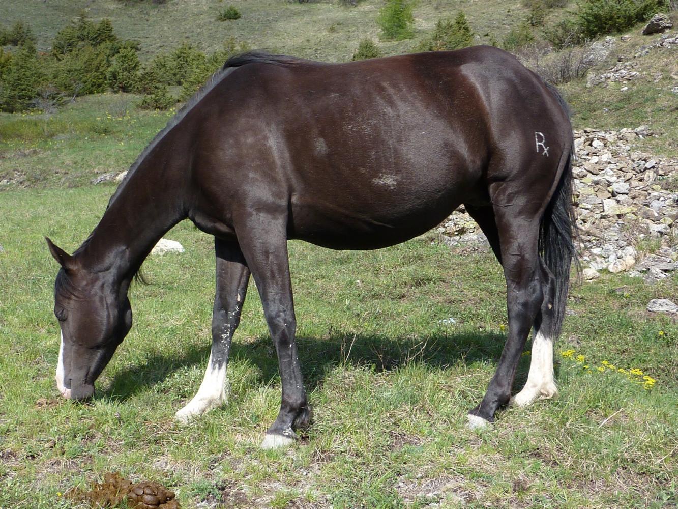 jument cheval hongre étalon paint horse pp américain vars elevage