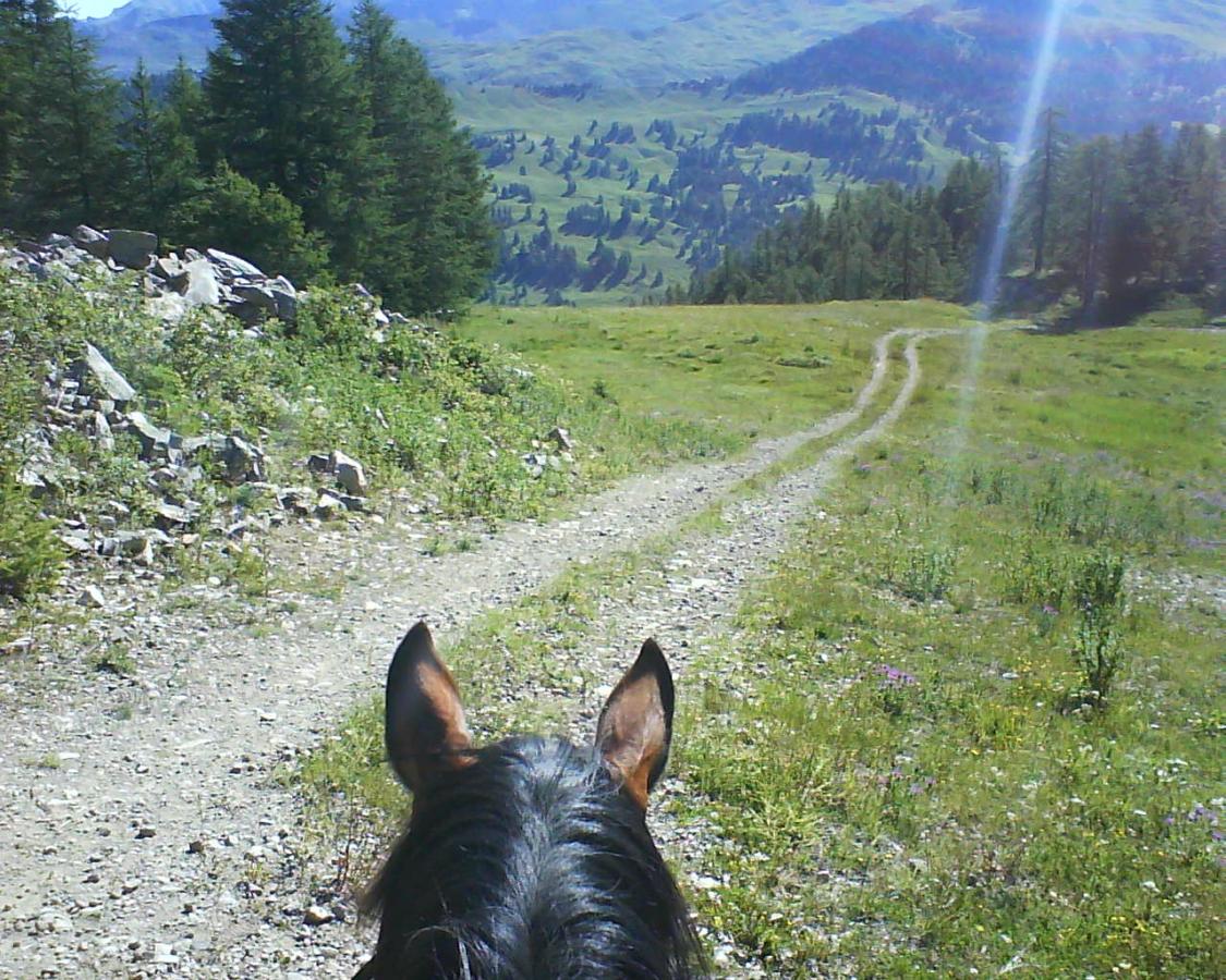 jument cheval hongre poulain pouliche étalon paint horse pp américain vars elevage