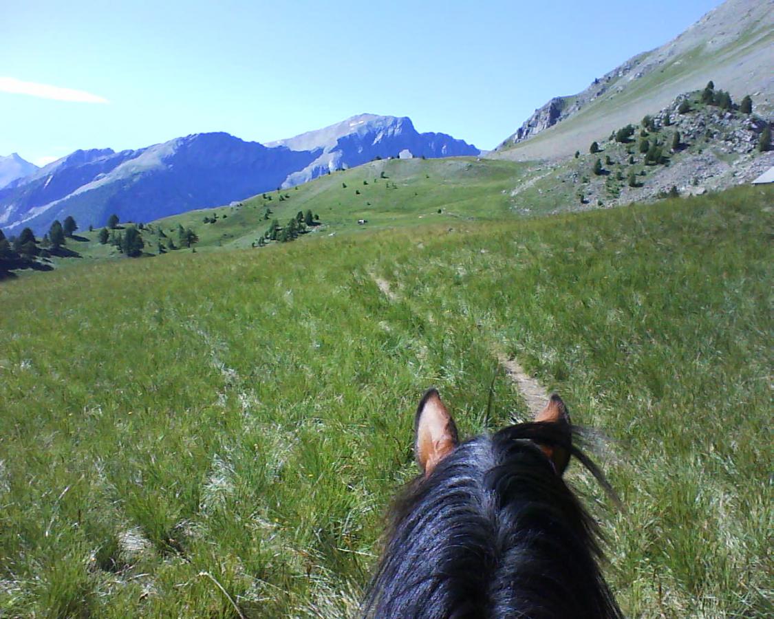 poulain pouliche paint horse pp américain vars elevage centre équestre hautes alpes