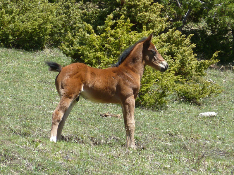eole fils flicka