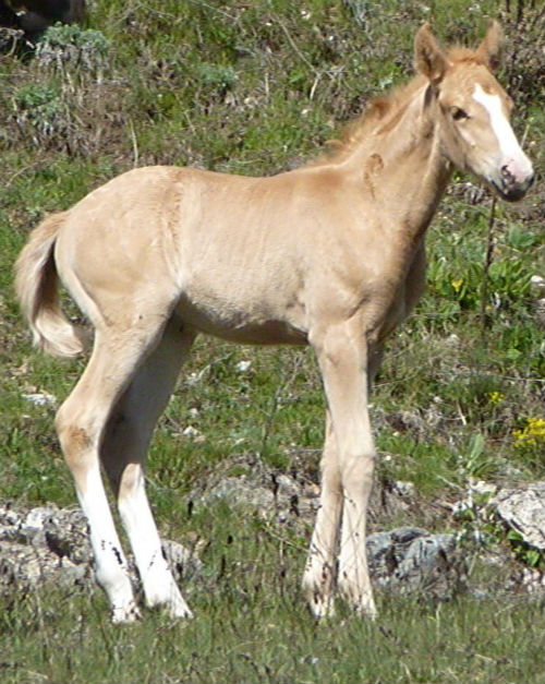 pouliche OC paint horse pie elevage yearling