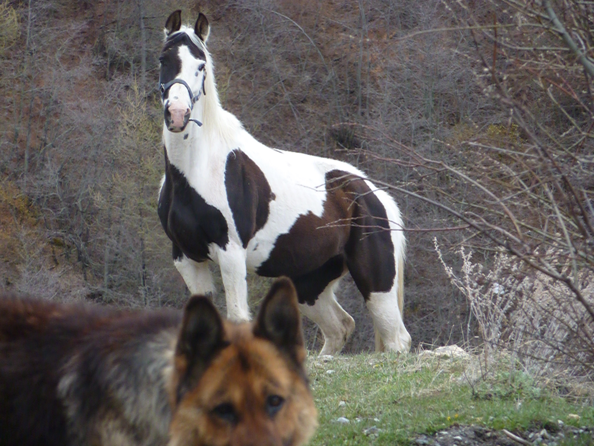 POULINIERE PINTO NATHEA