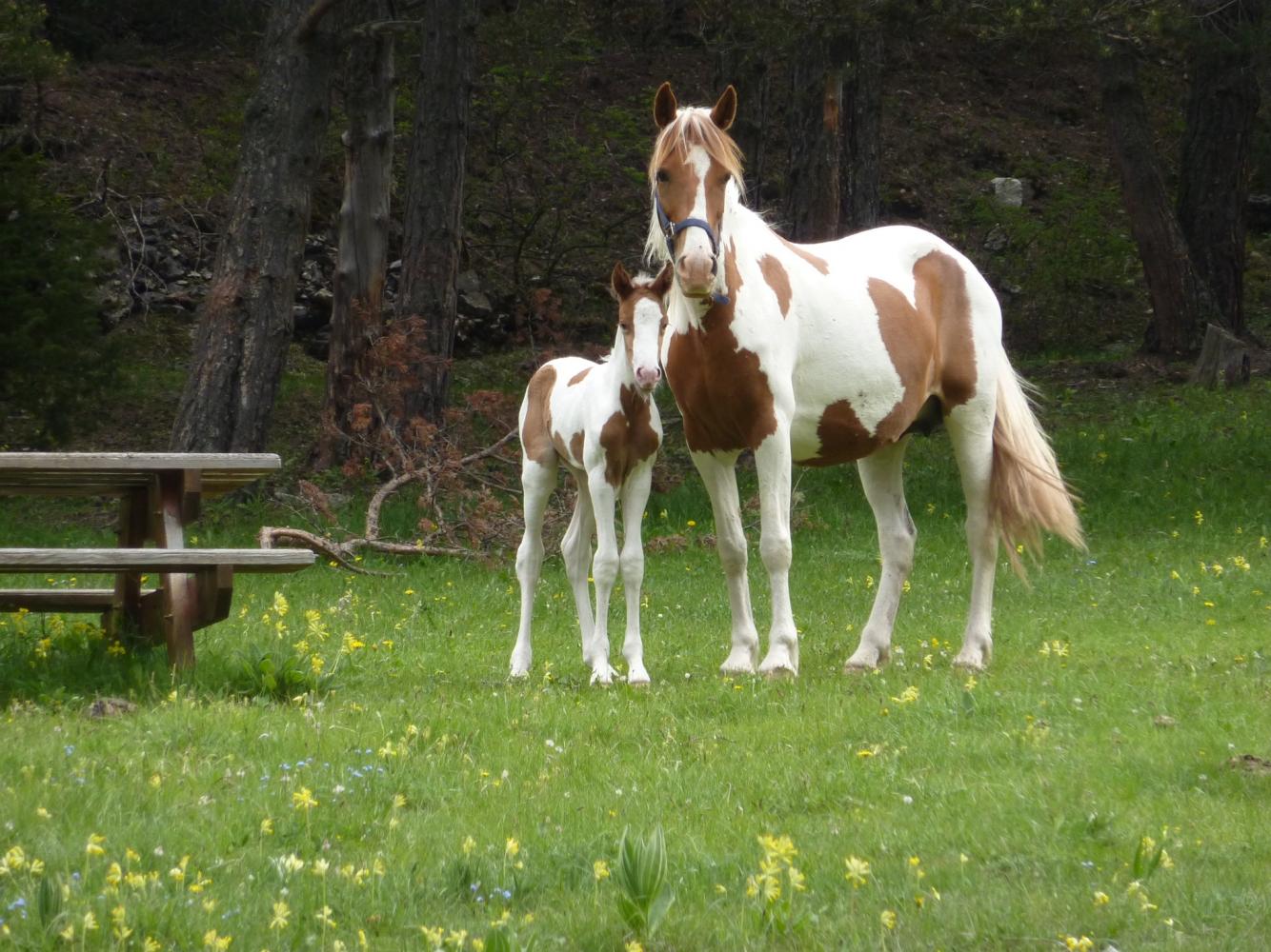 jument cheval hongre étalon paint horse pp américain vars elevage