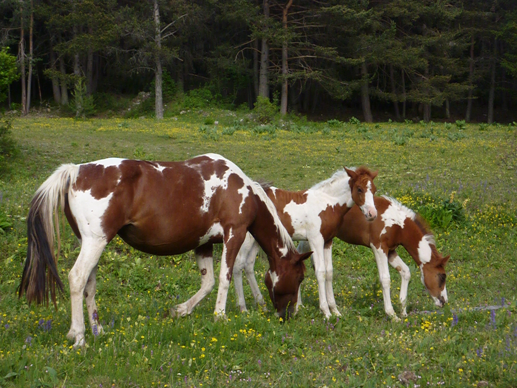 plume jument poulinière onc élevage origines constatées, paint horse et origine non constatée bonnabel vars hautes alpes