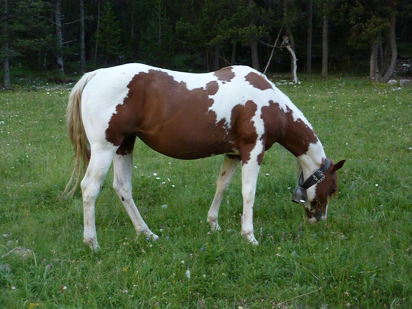jument cheval hongre étalon paint horse pp américain vars elevage