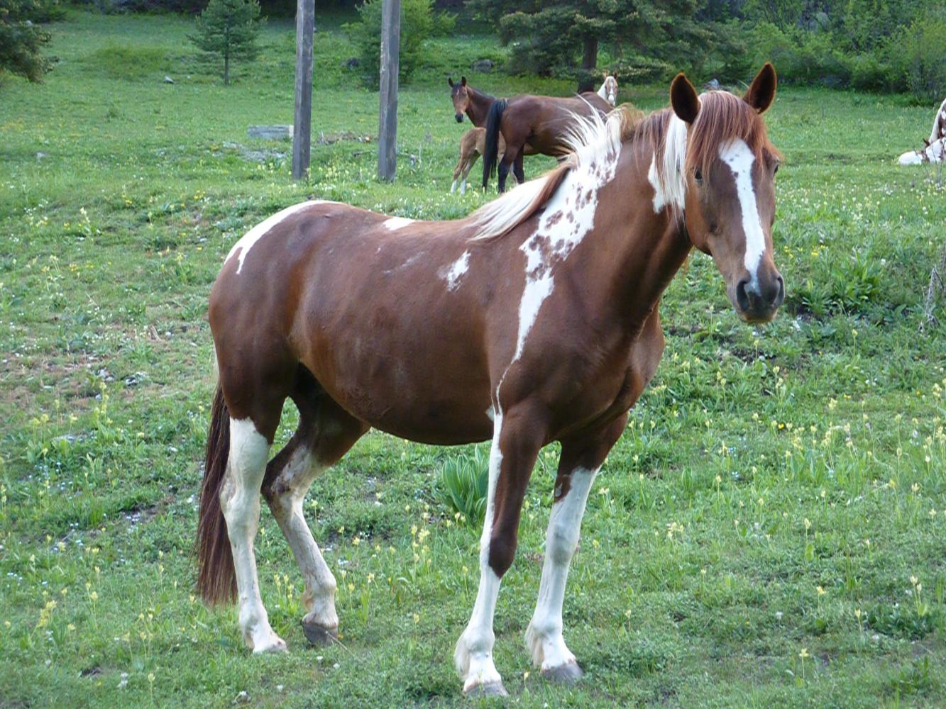 jument cheval hongre étalon paint horse pp américain vars elevage